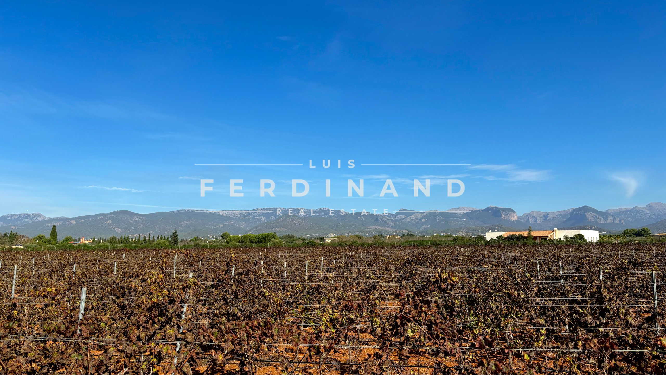 Luis Ferdinand RE8 (1)